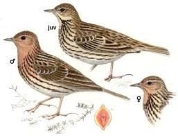 Image result for Anthus cervinus