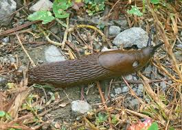 Attēlu rezultāti vaicājumam “Arion lusitanicus”