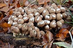 Attēlu rezultāti vaicājumam “Lycoperdon pyriforme”