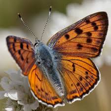 Attēlu rezultāti vaicājumam “Lycaena alciphron”