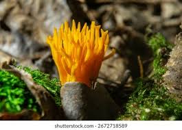 Attēlu rezultāti vaicājumam “Calocera viscosa”