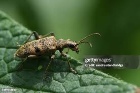 Attēlu rezultāti vaicājumam “Rhagium mordax”