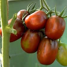 Afbeeldingsresultaat voor debarro black tomato