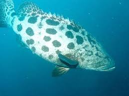 Image result for Epinephelus tukula