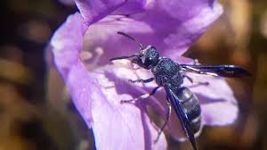 Attēlu rezultāti vaicājumam “Eumenidae”