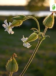Attēlu rezultāti vaicājumam “Silene tatarica flower”