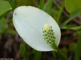 Attēlu rezultāti vaicājumam “Calla palustris flower”