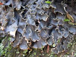 Attēlu rezultāti vaicājumam “Peltigera polydactylon”