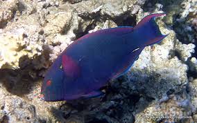 Image result for Scarus niger