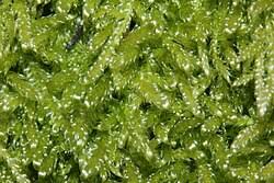 Attēlu rezultāti vaicājumam “Hypnum jutlandicum”