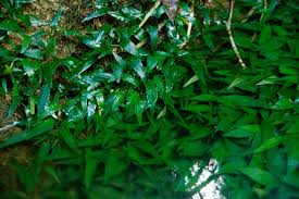 Attēlu rezultāti vaicājumam “Cribraria ferruginea”