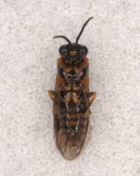 Attēlu rezultāti vaicājumam “Pristiphora maesta”