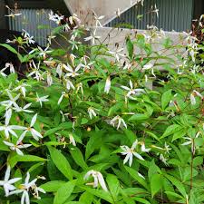 Attēlu rezultāti vaicājumam “Gillenia trifoliata flower”