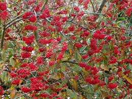 Attēlu rezultāti vaicājumam “Cotoneaster multiflorus fruit”