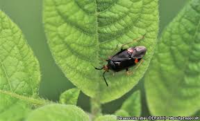 Attēlu rezultāti vaicājumam “Deraeocoris ruber”