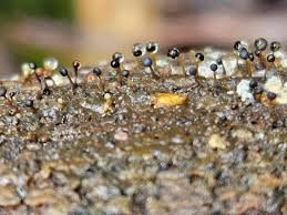 Attēlu rezultāti vaicājumam “Oligonema favogineum sessile”