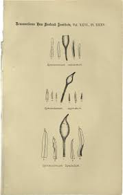 Attēlu rezultāti vaicājumam “Gymnostomum calcareum”