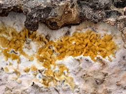 Attēlu rezultāti vaicājumam “Pseudomerulius aureus”