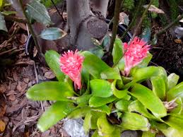 Attēlu rezultāti vaicājumam “Collaria rubens stalked”