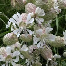 Attēlu rezultāti vaicājumam “Silene vulgaris leaf”