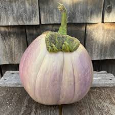 Afbeeldingsresultaat voor rosa bianca eggplant