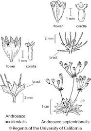 Attēlu rezultāti vaicājumam “Androsace septentrionalis”