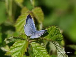 Attēlu rezultāti vaicājumam “Celastrina argiolus female”