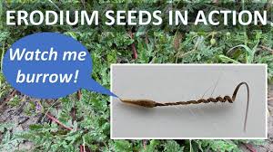 Attēlu rezultāti vaicājumam “Erodium cicutarium fruit”