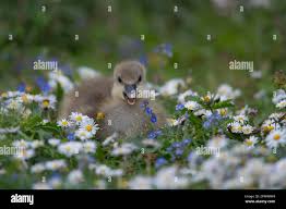 Attēlu rezultāti vaicājumam “Anser anser juvenile”