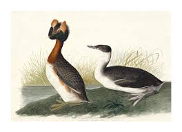 Image result for Podiceps auritus