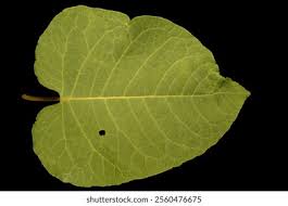Attēlu rezultāti vaicājumam “Reynoutria sachalinensis leaf”