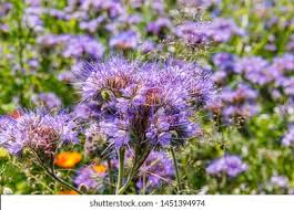 Attēlu rezultāti vaicājumam “Phacelia tanacetifolia flower”