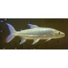 Image result for Goliath Tigerfish