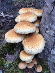 Attēlu rezultāti vaicājumam “Pholiota squarrosa”