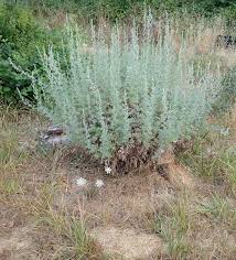 Image result for Artemisia absinthium
