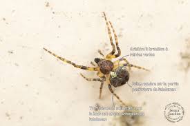 Attēlu rezultāti vaicājumam “Gibbaranea gibbosa”