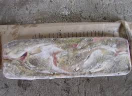 Image result for Gadus macrocephalus