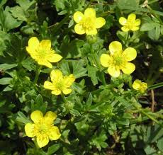 Attēlu rezultāti vaicājumam “Ranunculus bulbosus flower”