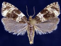 Attēlu rezultāti vaicājumam “Orthotaenia undulana”