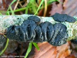 Attēlu rezultāti vaicājumam “Exidia truncata”