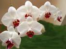 Orchid Flower - White Orchid Flowers