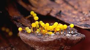 Attēlu rezultāti vaicājumam “Physarum penetrale macro”