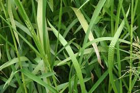 Attēlu rezultāti vaicājumam “Glyceria maxima”