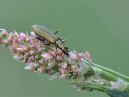 Attēlu rezultāti vaicājumam “Chrysanthia viridissima”