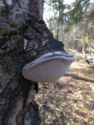 Attēlu rezultāti vaicājumam “Phellinus tremulae”