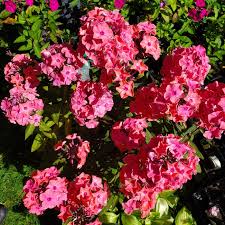 Image result for Phlox paniculata `Sweet Summer`