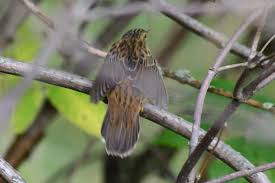 Image result for Locustella certhiola