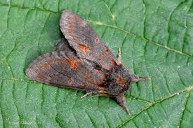 Attēlu rezultāti vaicājumam “Notodonta dromedarius”