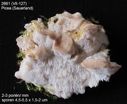 Attēlu rezultāti vaicājumam “Postia undosa”