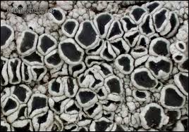 Attēlu rezultāti vaicājumam “Lecanora chlarotera”